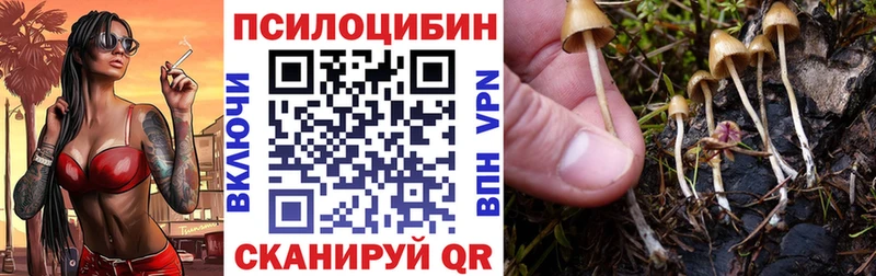сколько стоит  Задонск  Псилоцибиновые грибы Psilocybe 